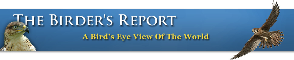 The Birders Report header image 2